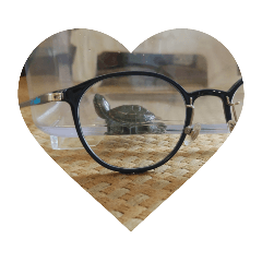 愛亀のつぶらちゃん集