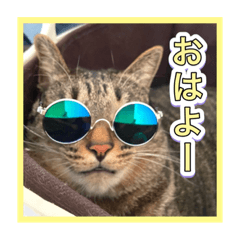 ねこのウパ☆日常会話 写真スタンプ