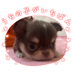 アニマル♡スタンプ