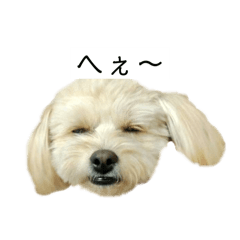 ポメプーcocoちゃんまだまだ1才