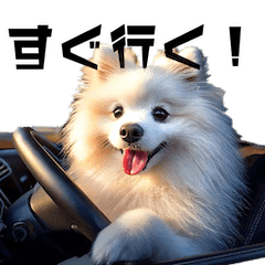 白のポメラニアン