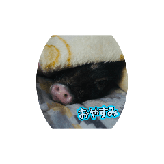 マイクロブタ まつりちゃん②