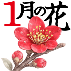1月 冬の花 大きくて見やすい挨拶スタンプ