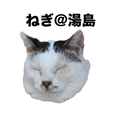 ねぎちゃん＠熊本湯島　熊日猫島シリーズ