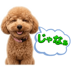 トイプードルプリティ8