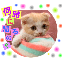 ねこまーち ファミリー