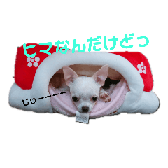 我が家の犬たち2