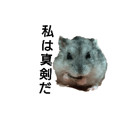 今を生きるジャンガリアンハムスター