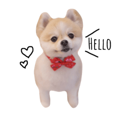 ポメラニアンのうめちゃん