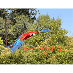 鳥図鑑スタンプ【令和記念】