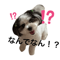 ボクの名前はシャケ