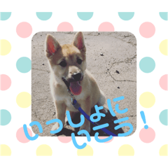 子犬(柴犬)写真 スタンプ