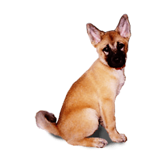 シェパード犬（雑種）SHIGE