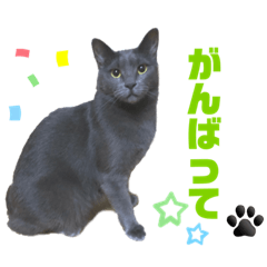 子猫の日常【もちゃ・ジャスミン】4