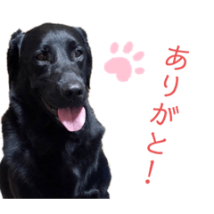 ルーク⸜(๑&#39;ᵕ&#39;๑)⸝