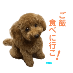 トイプードルのチロル2