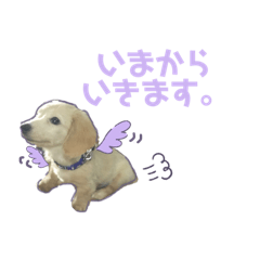 僕の名前はこはく。