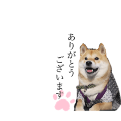 赤胡麻の柴犬まるお