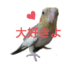 オカメのプリンちゃんとレモンくん