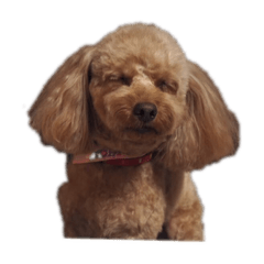 艶やかなトイプースタンプ