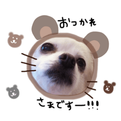 チワワのぎんちゃん 日常スタンプ2