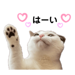 猫　マンチカン　Ⅳ