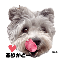 ちゃみちゃみ0621.1