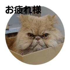 うちのペル知りませんか？