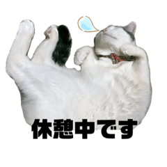 チロちゃん日和