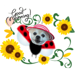 ナナちゃん、リンちゃん、ミントちゃん、