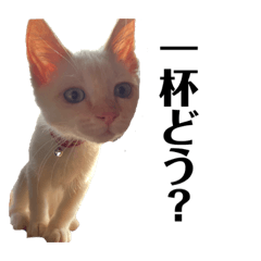 いそまるスタンプ①