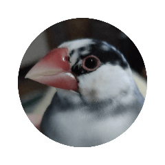 桜文鳥日常挨拶/チュンちゃん