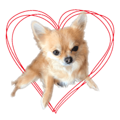 チワワのエブリデイ