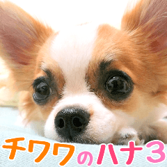 チワワのハナ３