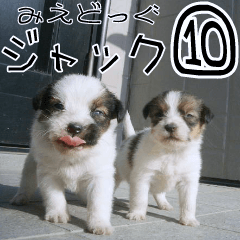 みえどっぐスタンプ ジャックラッセル編 10