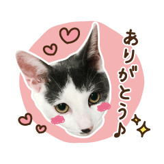 うちの息子さん