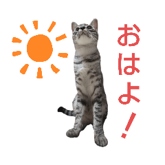 毎日使えるサバトラ猫スタンプ