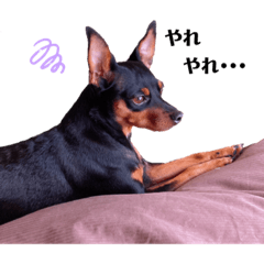 ミニピンのティアラちゃん