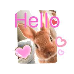 カラフルスタンプ/ウサ，ねこ，ワン，とり