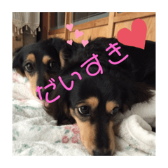 わんわんわんダふる