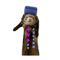 うちのフェレットココくん