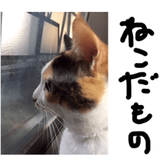 さくらさんすぺしゃる