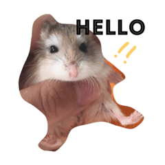 ニコの日常会話