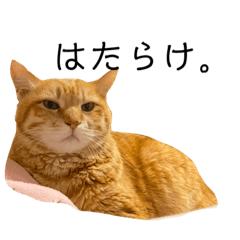 ツンデレこてつくん。