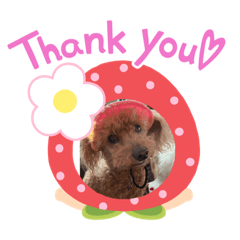 トイプードルぱーぷる