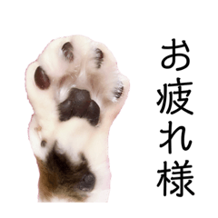 小山家のたら２