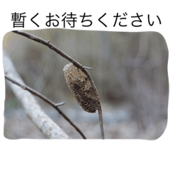 みちばたの生きものスタンプ