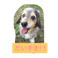 やんちゃ姫 空だワン