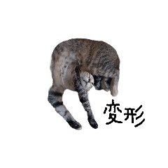 猫スタンプ@のんちゃん