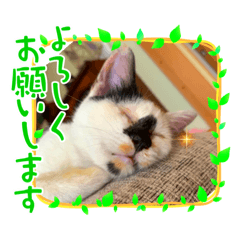 パラちゃんの暮らし